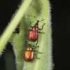 Male and female poplar leaf-rolling weevils (Byctiscus populi), Herts, England