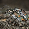 Calomera-crespignyi. A tiger beetle endemic to northern Borneo, Danum Valley