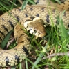 Grass snake, Cavenham Heath, England