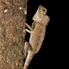An agamid lizard, Gonocephalus borneensis, Danum Valley, Sabah