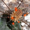 Opilione and mites, Picos de Europa, Spain