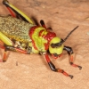 Foam grasshopper (Dictyophorus sp.), Waterberg Plateau, Namibia
