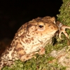 Common toad, New Forest, England