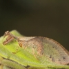 Mantispid (probably a new species), Htamanthi, Myanmar