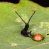 Puss moth caterpillar, Herts, England