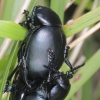 Bloody nosed beetles mating, Dorset, England