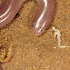 Blind snake (Typhlops sp.), Salu River, Myanmar