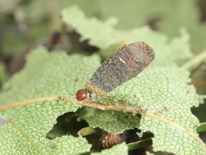 C. parvulus larvae_2