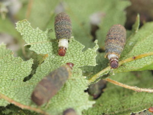 Cryptocephalu parvulus larvae