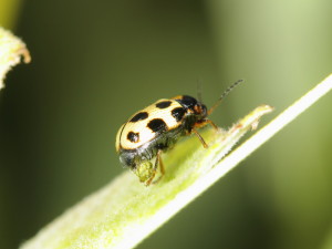 Cryptocephalus decemmaculatus Female egg-laying_2