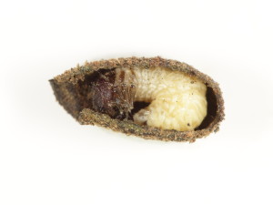 Mature Crytocephalus parvulus larva inside its case. This case has been cut open to reveal the larva within. Note the heavily screlotised head capsule of the larva, which completely plugs the case aperture, the well developed legs and abdomen that is held in a 'C' shape. This larva is very near pupation and the case was sealed back up to enable it to do so. Size ~5mm.