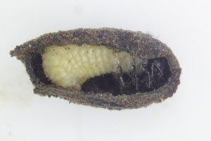 Cryptocephalus pre-pupa