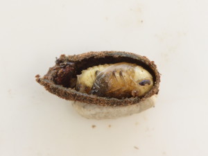 Cryptocephalus parvulus pupa 2