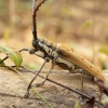 A longhorn beetle (Batocera sp.), Htamanthi, Myanmar
