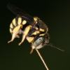 A roosting solitary bee, nr Amelia, Italy