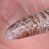The only European amphisbaenid, Blanus cinereus, nr Trujillo, Spain