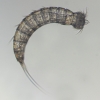 A kinorhynch (Echinoderes sp.), Dale Fort, Wales