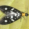 Neurhermes bipunctata (Megaloptera). Htamanthi, Myanmar