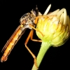 Robber fly, Picos de Europa, Spain