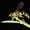 Hoverfly, Picos de Europa, Spain