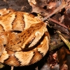Young fer-de-lance (Bothrops asper), Atlantic Coast, Brazil