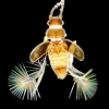 Featherwing beetle, Salu River, Myanmar