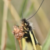 Ascalaphid (Libelloides sp.), Picos de Europa, Spain