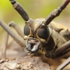 A longhorn beetle (Batocera sp.), Htamanthi, Myanmar