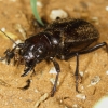 A giant, flightless tiger beetle (Manticora sp.), Namibia