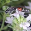The kleptoparasitic wasp, Sapyga quinquepunctata, Herts, England