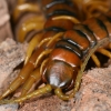 Scolopendra cingulata, nr Trujillo, Spain