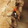 Braconid ovipositing, Htamanthi, Myanmar