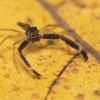 Salticid, Salu River, Myanmar