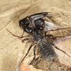 Uropygid with prey, Htamanthi, Myanmar