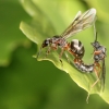 Winged ants mating, Picos de Europa, Spain