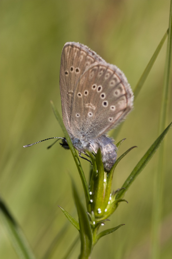 Maculinea alcon female