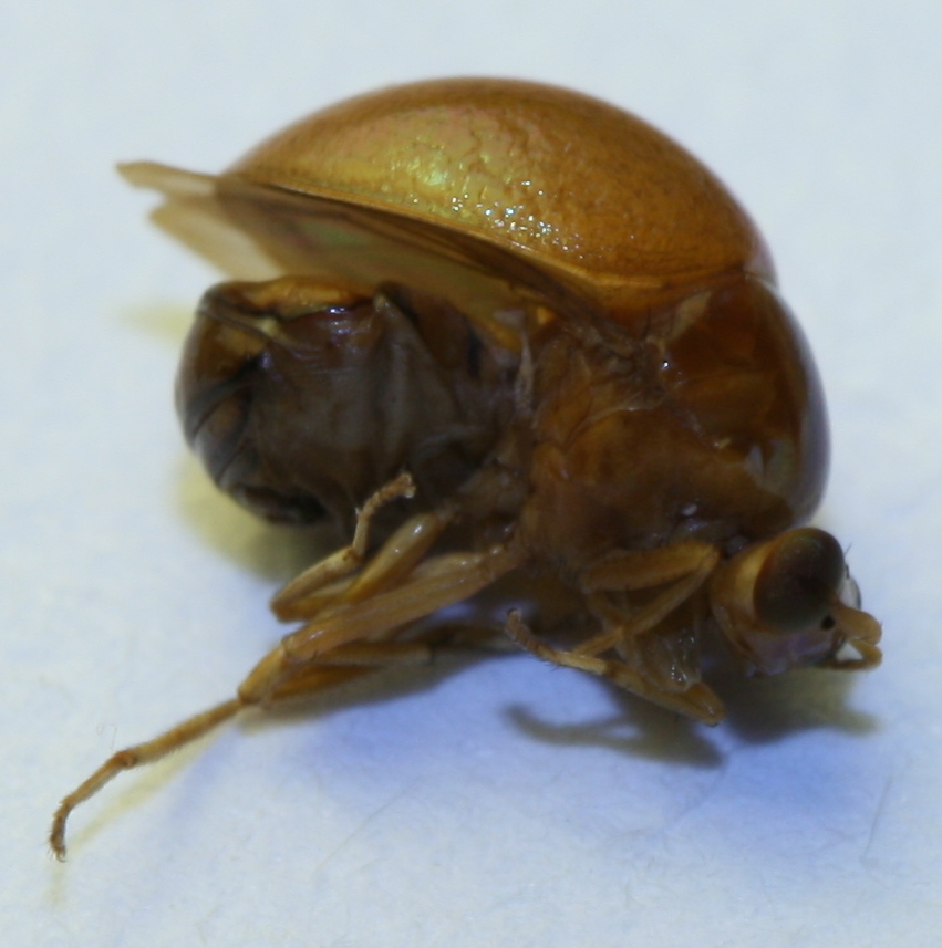 Chrysonelid-mimicking fly
