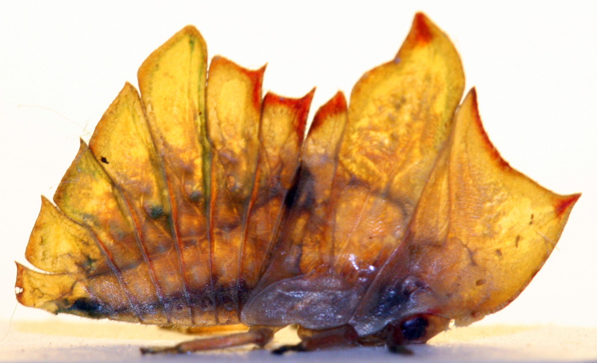 Membracid leaf mimic - Trinidad