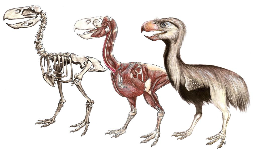 Terror bird (Paraphysornis brasiliensis) reconstruction