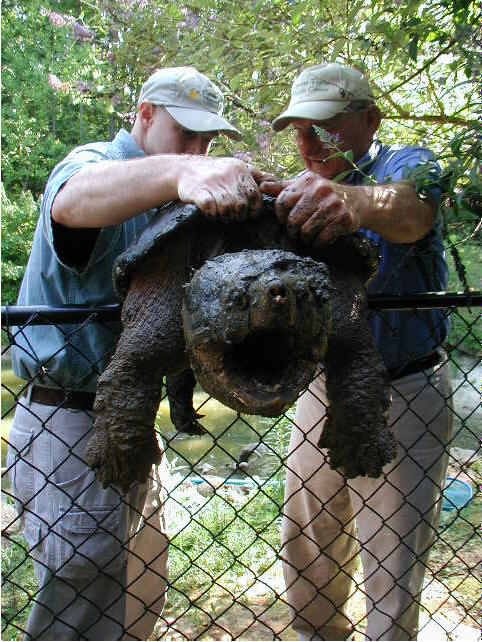 Macrochelys temminckii