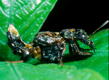 Leisotrophus versicolor