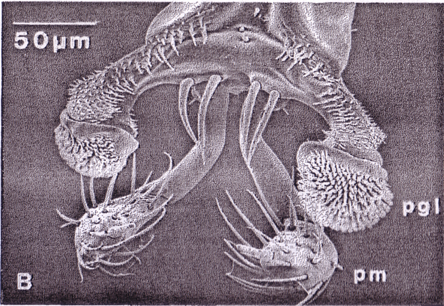 Stenus comma labium tip