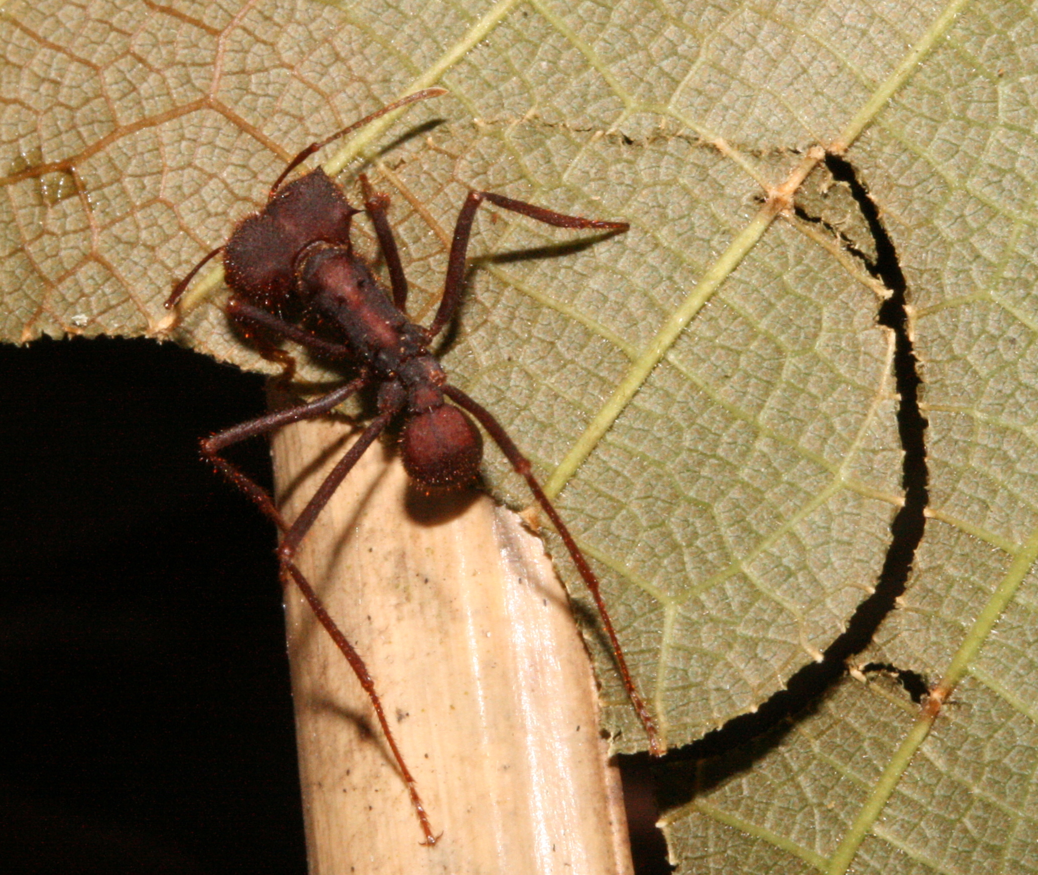 Leaf-cutter ant