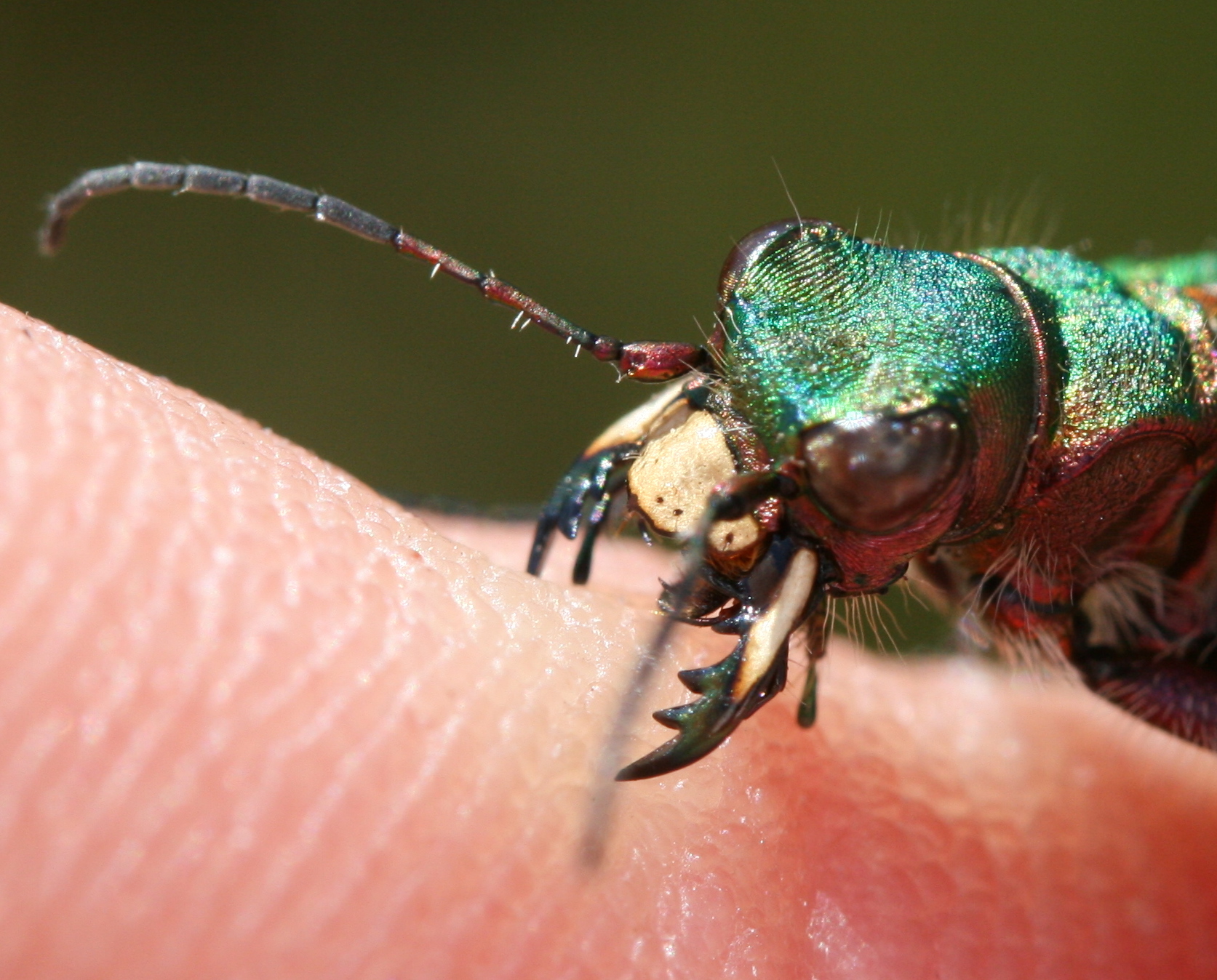 Cicindela campestris adult