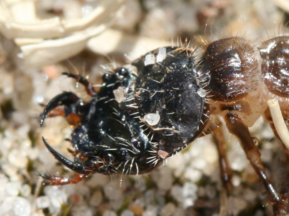 Green tiger beetle larva