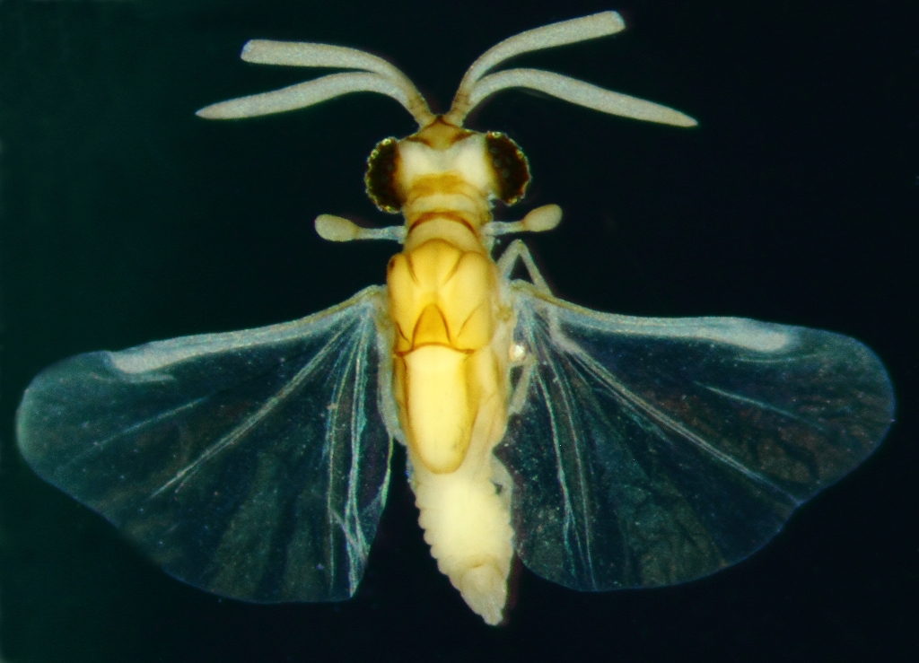 Strepsiptera