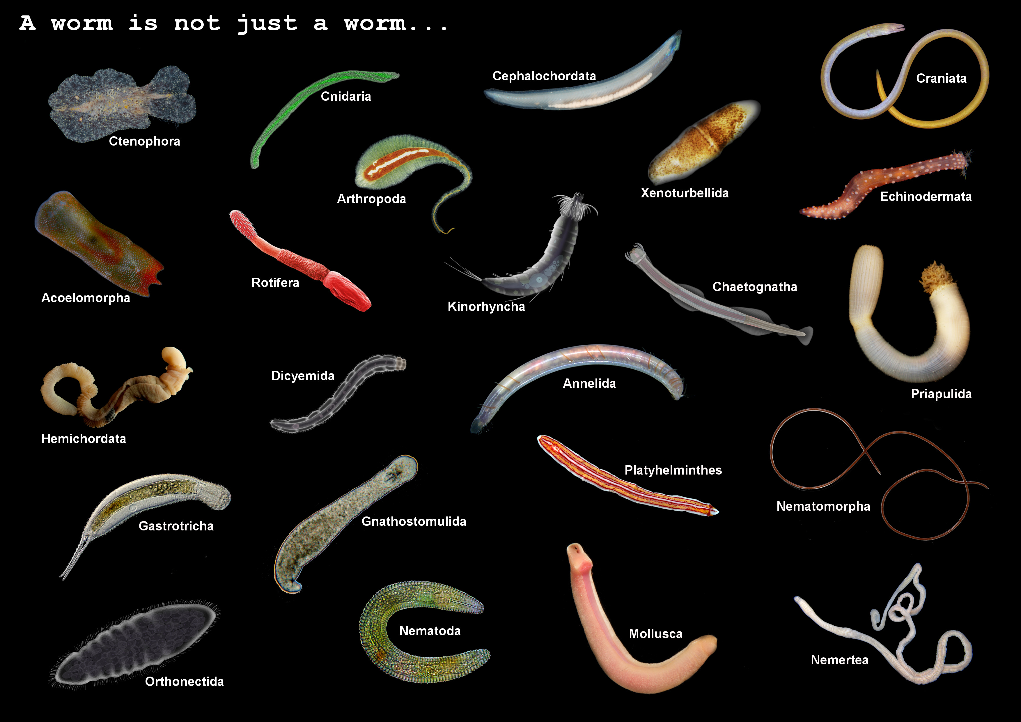 A worm is not just a worm... Dr. Ross Piper