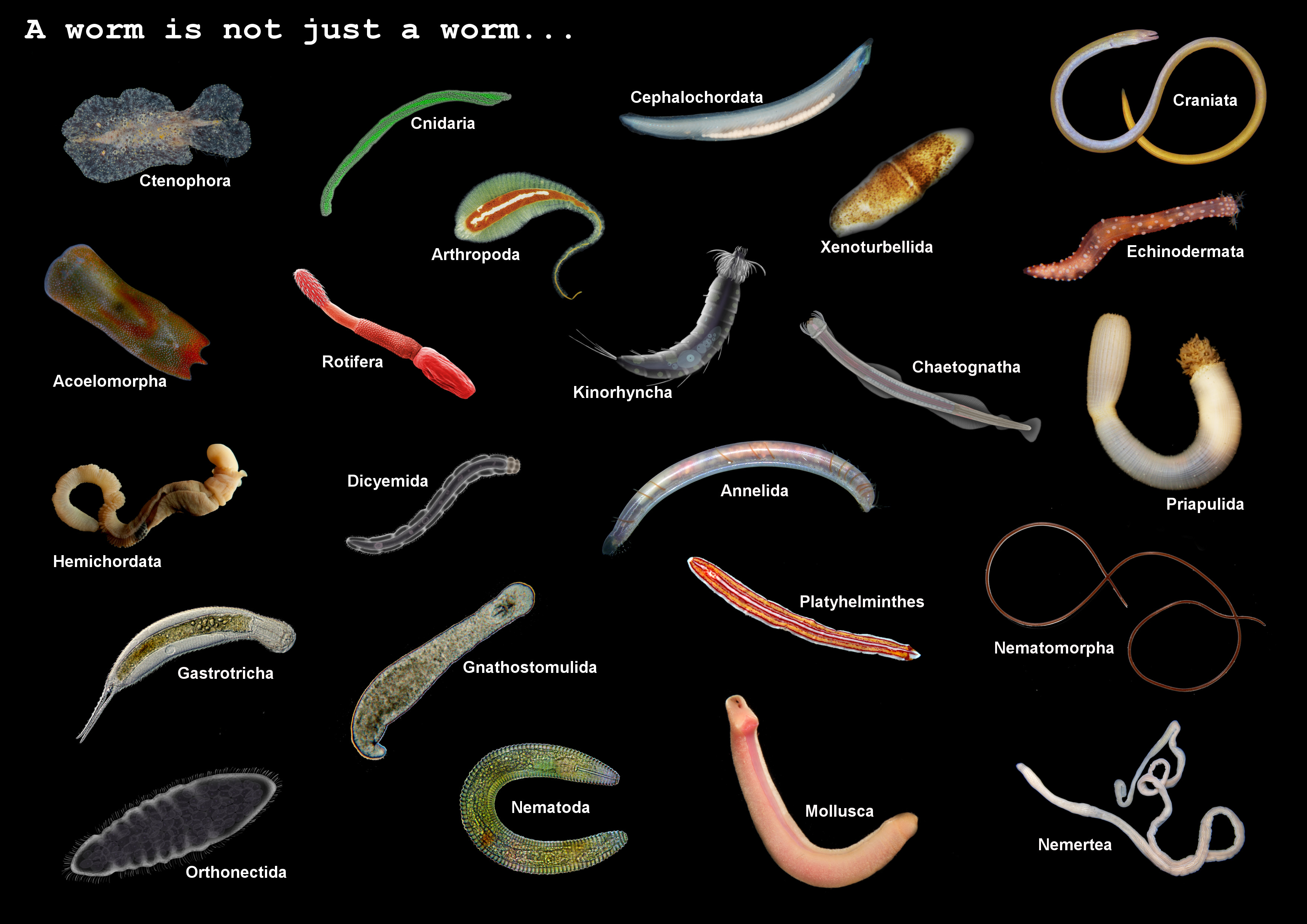 Types Of Worms