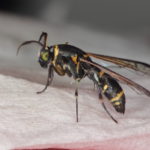 Clearwing wasp mimic