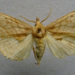 1200px-Calyptra_thalictri_01